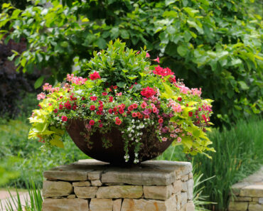 Every Garden Needs One Plant That Makes Containers Look Full Instantly – These 7 Are Multi-Season Showstoppers