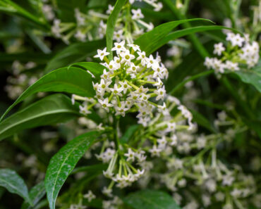Every Garden Needs One Plant That Smells Better At Night – 7 Fragrant Choices for Dreamy Evenings on the Patio