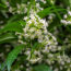 Every Garden Needs One Plant That Smells Better At Night – 7 Fragrant Choices for Dreamy Evenings on the Patio