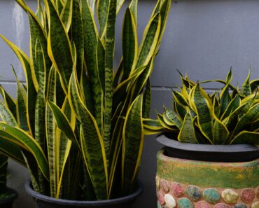Every Houseplant Collection Needs One Plant That Thrives On Neglect – Here Are 3 Of The Best Every Houseplant Collection Needs One Plant That Thrives On Neglect – Here Are 3 Of The Best
