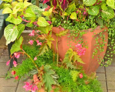 Forget Mums! These 5 Low Maintenance Container Combos Bring Fresh Curbside Color that Lasts Through Fall Forget Mums! These 5 Low Maintenance Container Combos Bring Fresh Curbside Color that Lasts Through Fall
