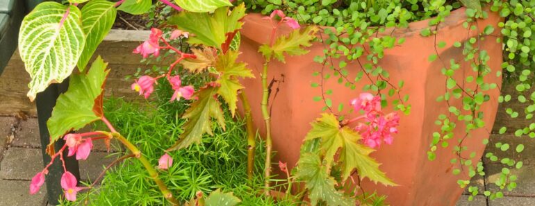 Forget Mums! These 5 Low Maintenance Container Combos Bring Fresh Curbside Color that Lasts Through Fall Forget Mums! These 5 Low Maintenance Container Combos Bring Fresh Curbside Color that Lasts Through Fall