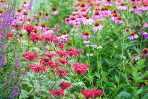 Former Garden Center Manager Reveals 5 Plants You Should Always Buy on Clearance – and 3 Plants to Skip