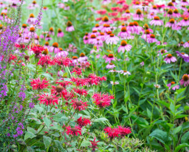 Former Garden Center Manager Reveals 5 Plants You Should Always Buy on Clearance – and 3 Plants to Skip Former Garden Center Manager Reveals 5 Plants You Should Always Buy on Clearance – and 3 Plants to Skip