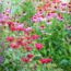 Former Garden Center Manager Reveals 5 Plants You Should Always Buy on Clearance – and 3 Plants to Skip