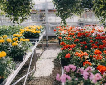 Former Garden Center Manager Reveals the Best Time to Buy Plants for the Biggest Deals at the Nursery Former Garden Center Manager Reveals the Best Time to Buy Plants for the Biggest Deals at the Nursery
