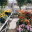 Former Garden Center Manager Reveals the Best Time to Buy Plants for the Biggest Deals at the Nursery