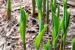 Garden Mythbusters: Do Pine Needles Make Your Soil Dangerously Acidic? Here’s How to Use Them with Confidence