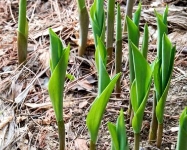 Garden Mythbusters: Do Pine Needles Make Your Soil Dangerously Acidic? Here’s How to Use Them with Confidence Garden Mythbusters: Do Pine Needles Make Your Soil Dangerously Acidic? Here’s How to Use Them with Confidence