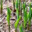 Garden Mythbusters: Do Pine Needles Make Your Soil Dangerously Acidic? Here’s How to Use Them with Confidence