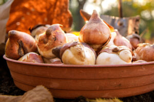 Garden Mythbusters: Does the Pointy End of a Bulb Really Need to Face Up When You Plant It?