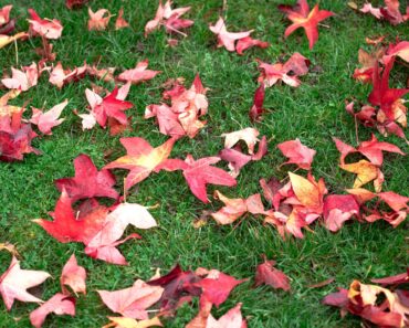 Garden Mythbusters: Will Leaves Left on the Lawn Always Smother and Kill Your Grass? Garden Mythbusters: Will Leaves Left on the Lawn Always Smother and Kill Your Grass?