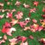 Garden Mythbusters: Will Leaves Left on the Lawn Always Smother and Kill Your Grass?