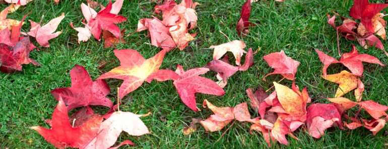 Garden Mythbusters: Will Leaves Left on the Lawn Always Smother and Kill Your Grass? Garden Mythbusters: Will Leaves Left on the Lawn Always Smother and Kill Your Grass?