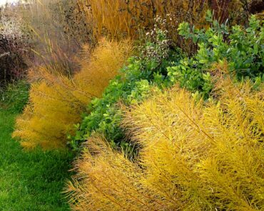 Gardeners Are Replacing Tired Flowers With These 5 Gorgeous Prairie Plants That Shine in Fall Gardeners Are Replacing Tired Flowers With These 5 Gorgeous Prairie Plants That Shine in Fall