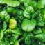 Gardening Season’s Not Over! Plant These 7 Vegetables in September for Harvests This Fall and Next Spring