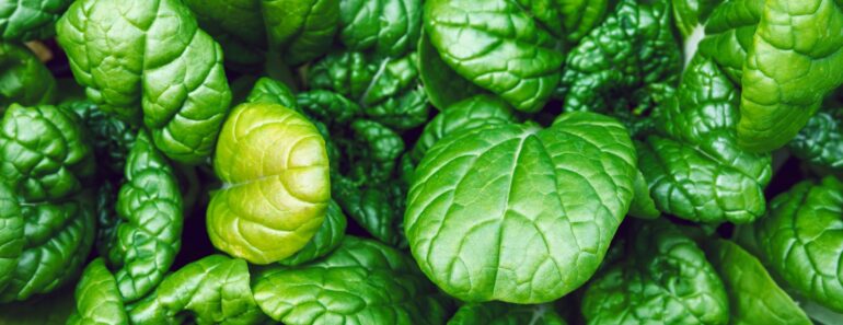 Gardening Season’s Not Over! Plant These 7 Vegetables in September for Harvests This Fall and Next Spring Gardening Season’s Not Over! Plant These 7 Vegetables in September for Harvests This Fall and Next Spring