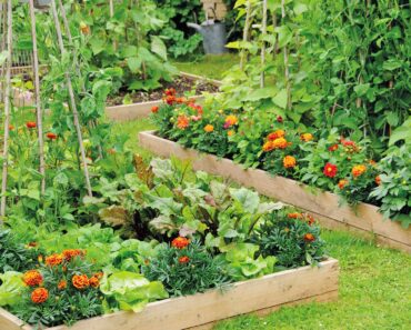 Gwyneth Paltrow’s Raised Bed Garden Is Beautiful and Practical – You Can Get the Look on Any Budget Gwyneth Paltrow’s Raised Bed Garden Is Beautiful and Practical – You Can Get the Look on Any Budget