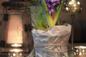 How to Plant Hyacinth Bulbs in September for Bowls of Fragrant Christmas Flowers