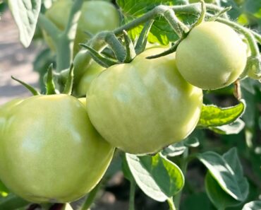 How to Ripen Green Tomatoes Before Frost Hits – Plus the One Trick to Skip How to Ripen Green Tomatoes Before Frost Hits – Plus the One Trick to Skip