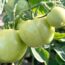 How to Ripen Green Tomatoes Before Frost Hits – Plus the One Trick to Skip