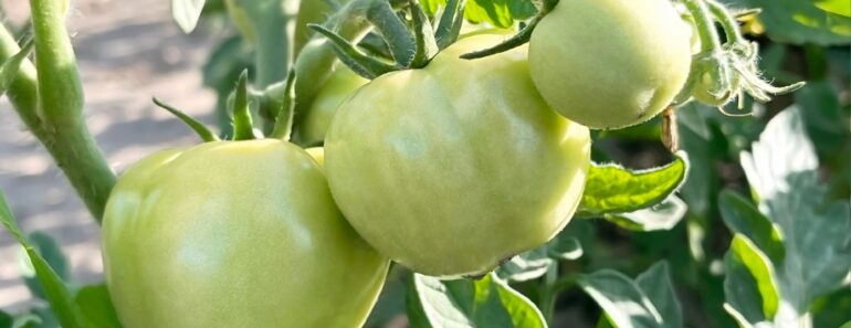 How to Ripen Green Tomatoes Before Frost Hits – Plus the One Trick to Skip
