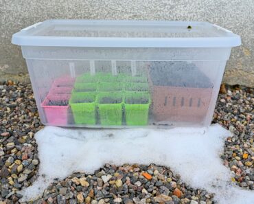 ‘I Always Save Old Storage Bins to Use in My Garden’ – 3 Clever Ways Plastic Totes Can Help You Cut Costs & Grow More