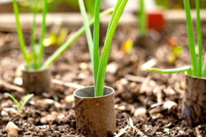 ‘I Always Save Old Toilet Paper Rolls to Use in My Garden’ – 4 Smart Ways to Turn Trash Into Garden Treasure