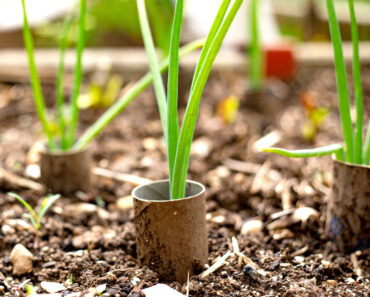 ‘I Always Save Old Toilet Paper Rolls to Use in My Garden’ – 4 Smart Ways to Turn Trash Into Garden Treasure