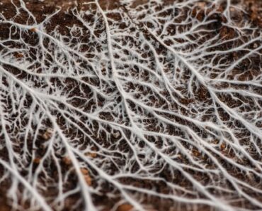 I Never Plant Shrubs or Perennials in Fall Unless I Add This Secret Extra to the Planting Hole First