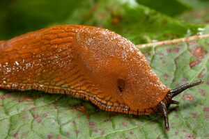 I Used to Get Rid of Fallen Acorns and Pinecones – Until I Found Out How Useful They Are