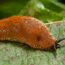 I Used to Get Rid of Fallen Acorns and Pinecones – Until I Found Out How Useful They Are