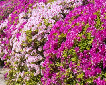 If Hydrangeas and Blueberries Thrive in Your Soil, Plant These 5 Acid-Lovers in September for Vibrant Blooms & Berries Next Year