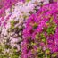 If Hydrangeas and Blueberries Thrive in Your Soil, Plant These 5 Acid-Lovers in September for Vibrant Blooms & Berries Next Year