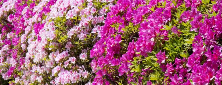 If Hydrangeas and Blueberries Thrive in Your Soil, Plant These 5 Acid-Lovers in September for Vibrant Blooms & Berries Next Year If Hydrangeas and Blueberries Thrive in Your Soil, Plant These 5 Acid-Lovers in September for Vibrant Blooms & Berries Next Year