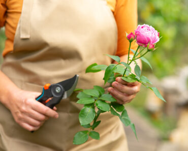 I’m Making Rose Salt From Garden-Grown Petals – it’s My Secret Ingredient When I Bake the Best Brownies in Town