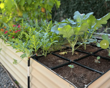 Joanna Gaines Has the Ultimate Raised Bed Garden – Her Simple but Clever Design Makes Everything Easier