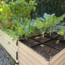 Joanna Gaines Has the Ultimate Raised Bed Garden – Her Simple but Clever Design Makes Everything Easier