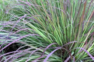 Just as Other Plants Start to Fade, These 6 Ornamental Grasses Hit Their Stride