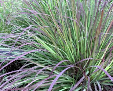 Just as Other Plants Start to Fade, These 6 Ornamental Grasses Hit Their Stride Just as Other Plants Start to Fade, These 6 Ornamental Grasses Hit Their Stride