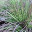 Just as Other Plants Start to Fade, These 6 Ornamental Grasses Hit Their Stride