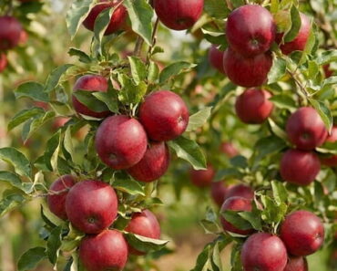 Kevin Bacon’s Apple Tree Photo Is Inspiring For More Than One Reason – And It’s Not Just About The Apples