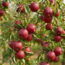 Kevin Bacon’s Apple Tree Photo Is Inspiring For More Than One Reason – And It’s Not Just About The Apples