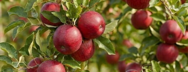 Kevin Bacon’s Apple Tree Photo Is Inspiring For More Than One Reason – And It’s Not Just About The Apples