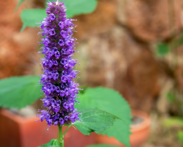 Meet The Lavender Dupe That’s Still Blooming In September – It Smells Amazing And Pollinators Love It! Meet The Lavender Dupe That’s Still Blooming In September – It Smells Amazing And Pollinators Love It!