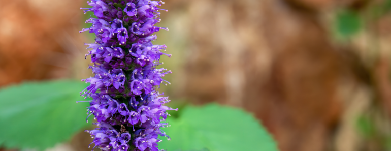 Meet The Lavender Dupe That’s Still Blooming In September – It Smells Amazing And Pollinators Love It!