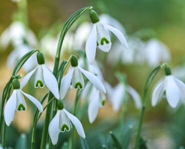 Meet Your Birth Month Bulb – and the Meaning Behind All 12 Beautiful Spring Blooms Meet Your Birth Month Bulb – and the Meaning Behind All 12 Beautiful Spring Blooms