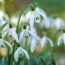 Meet Your Birth Month Bulb – and the Meaning Behind All 12 Beautiful Spring Blooms