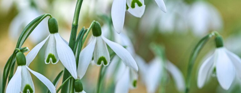 Meet Your Birth Month Bulb – and the Meaning Behind All 12 Beautiful Spring Blooms
