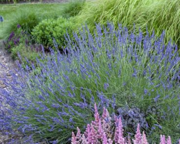 Must-Have Plants That Will Be Twice the Price Come Spring – Add Them to Your Yard Now and Save Yourself a Fortune